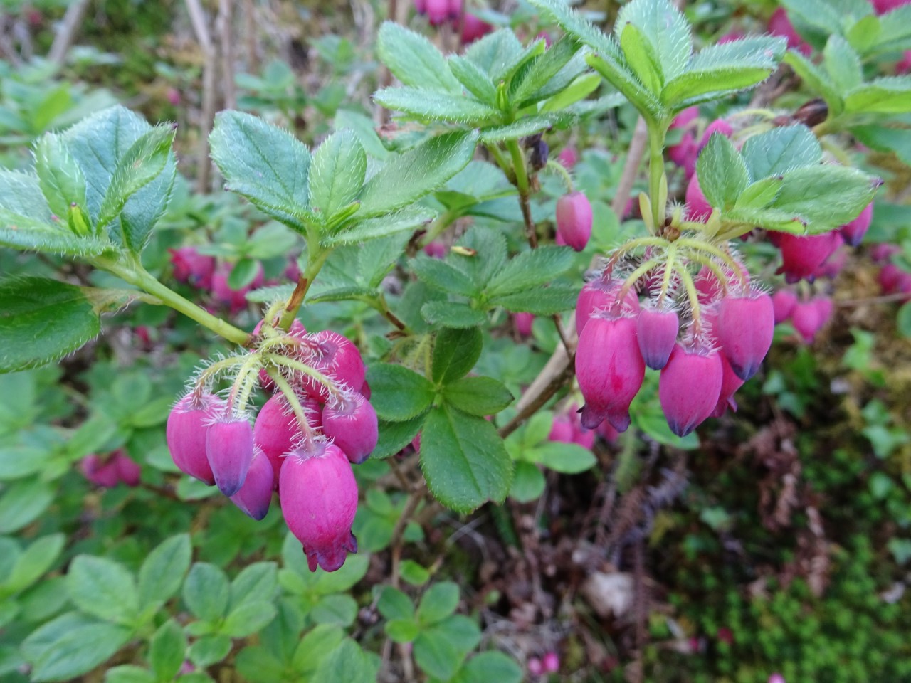 'Plum Drops' (formerly Menziesia)